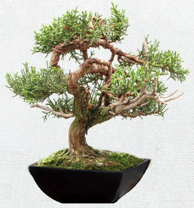 بونسای سرو نقره ای